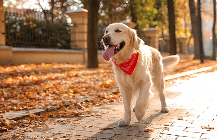 Best cities for pet-friendly travel
