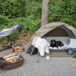 Pet-friendly camping trips