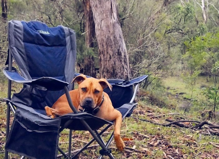 Pet-friendly camping trips