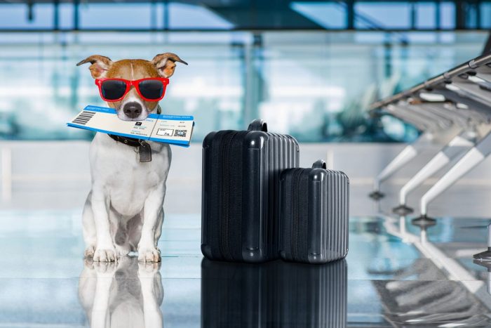How to travel with pets