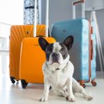 How to travel with pets