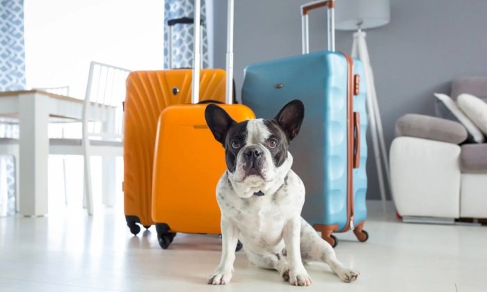 How to travel with pets